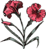 Carnation Illustration With Color Clip Art
